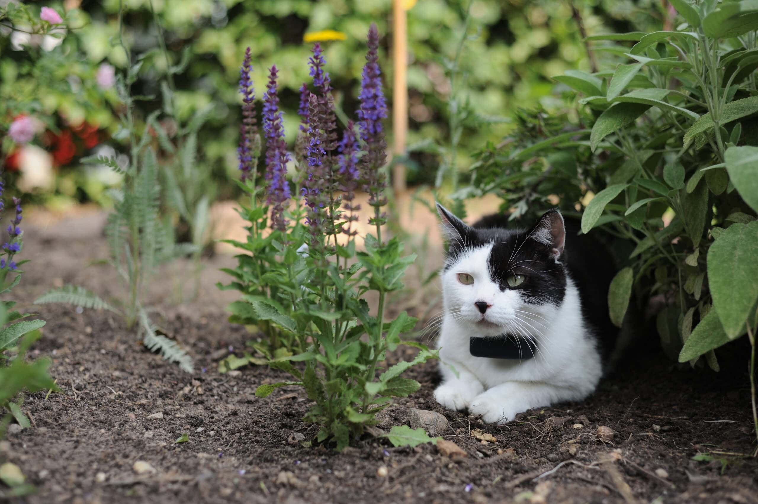 Beetkatze